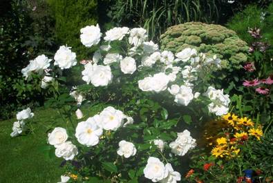 Weiße Rosen.jpg