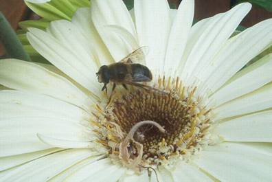 Gerbera mit Biene.jpg