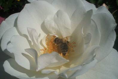Weiße Rose mit Biene (4).jpg