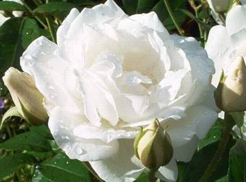Weiße Rose (3).jpg