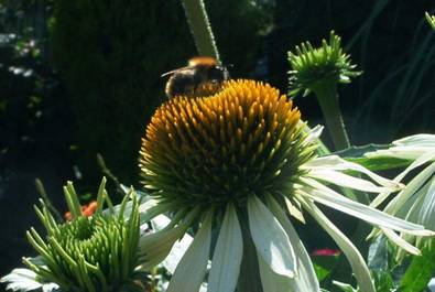 Biene auf Echinacea (5).jpg