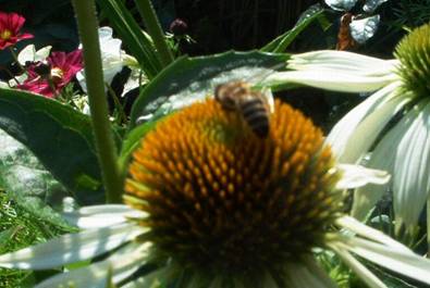 Biene auf Echinacea (4).jpg