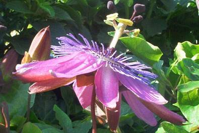 Passiflora Amethyst (2).jpg