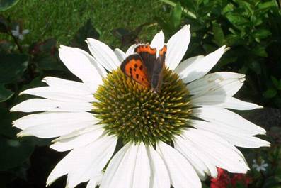 Schmetterling auf Echinacea (7).jpg