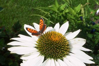Schmetterling auf Echinacea (6).jpg
