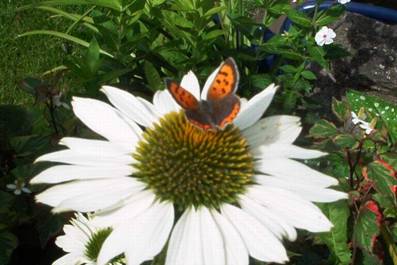 Schmetterling auf Echinacea (2).jpg