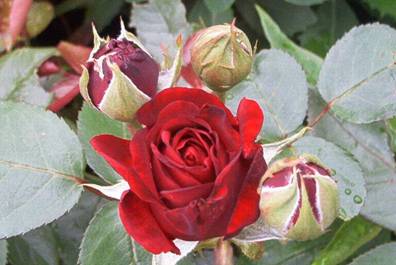 Rote Rose (1)l.jpg
