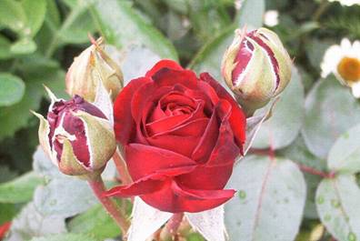 Rote Rose (3)l.jpg