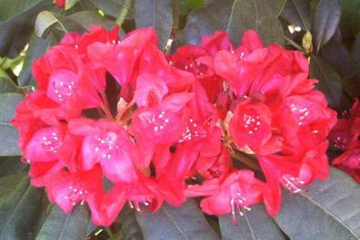 Rhododendron (1).jpg