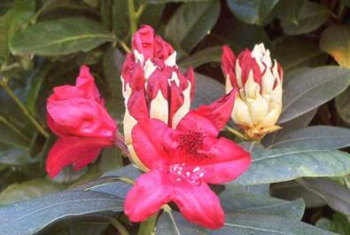 Rhododendron (3).jpg