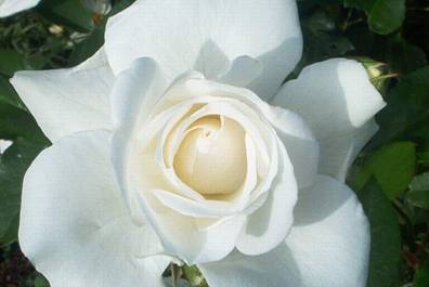 Weiße Rose.jpg