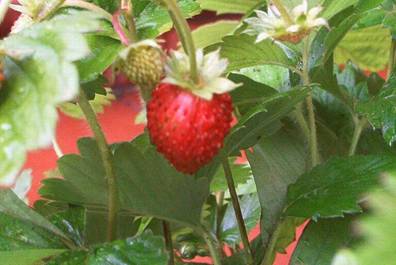 Erdbeeren (1).jpg