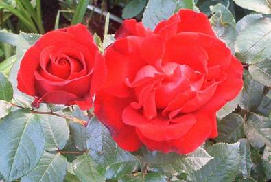 Rote Rosen.jpg