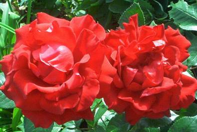 Rote Rosen (2).jpg