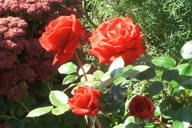 Rote Rosen (2).jpg