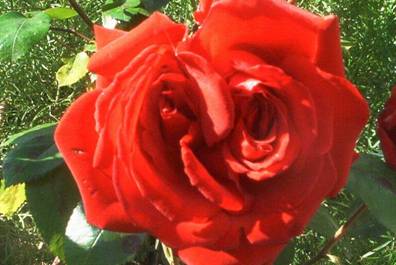 Rote Rose (2).jpg
