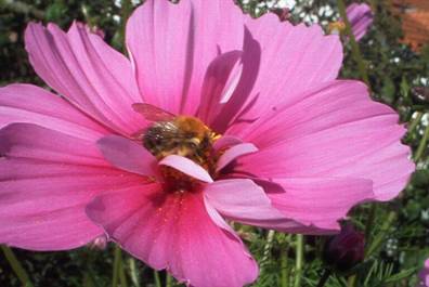 Cosmea mit Biene (1).jpg