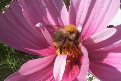 Cosmea mit Biene (1).jpg
