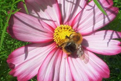 Cosmea mit Biene (3).jpg
