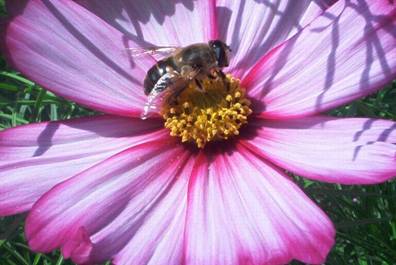 Cosmea mit Biene (2).jpg