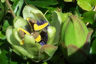 Passiflora caerulea (3).jpg