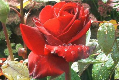 Rote Rose (1).jpg