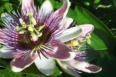 Passiflora x belotti (1).jpg