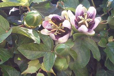 Passiflora x belotti (2).jpg