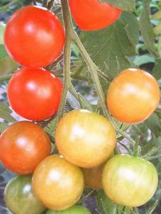 Tomaten (4).jpg