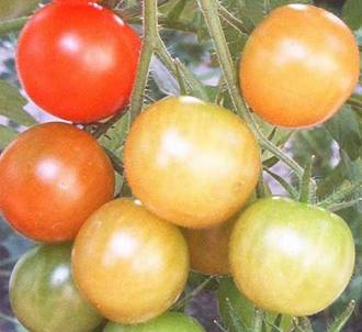 Kopie von Tomaten (4).jpg
