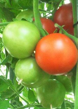 Kopie von Tomaten.jpg