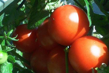 Tomaten (1).jpg