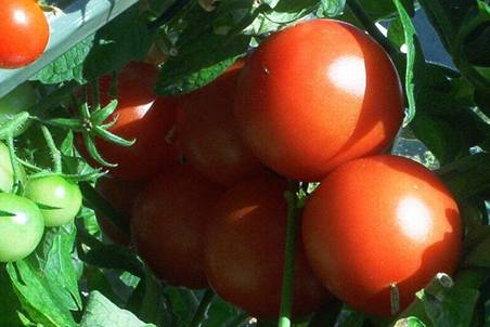 Tomaten (2).jpg
