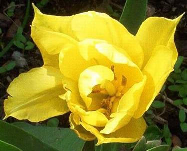 Gelbe Tulpe (1).jpg