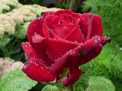 Rote Rose (5).jpg
