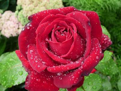Rote Rose (3).jpg