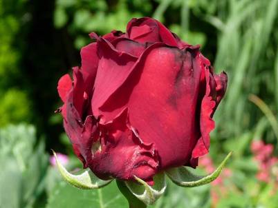 Rote Rose (1).jpg