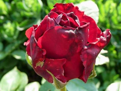 Rote Rose (4).jpg