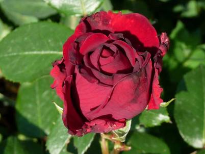 Rote Rose (2).jpg