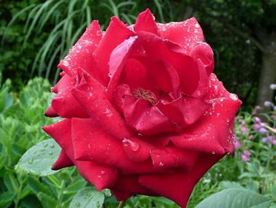 Rote Rose (6).jpg