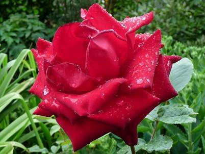 Rote Rose (7).jpg