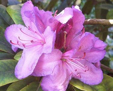 Rhododendron (4).jpg