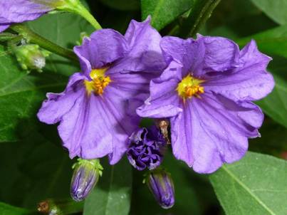 Solanum (3).jpg