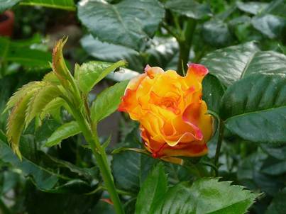 Geschlossene Rose (1).jpg