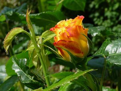 Geschlossene Rose (2).jpg