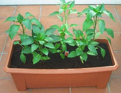 Paprika hinten Ungarisch Peperoni Ungarisch vorne Rote und Grn.jpg