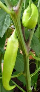 Ungarische Paprika (1).jpg
