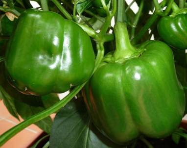 Paprika (1).jpg