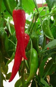 Peperoni (2).jpg