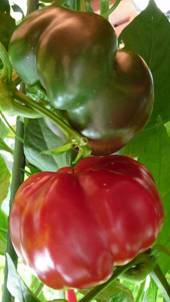 Paprika (1).jpg